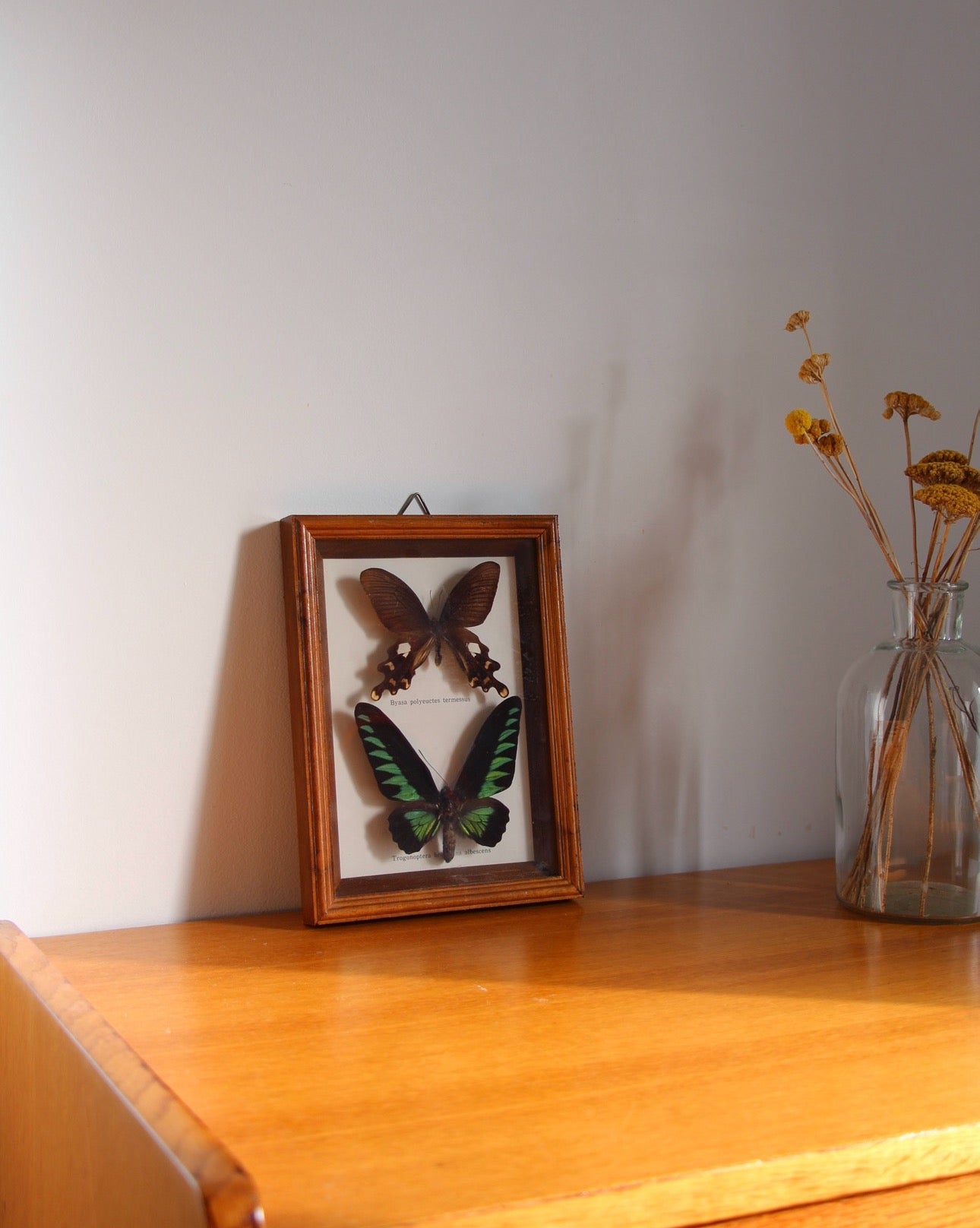 Cadre papillon en bois, fabriqué dans les années 60 en France. En parfait état 