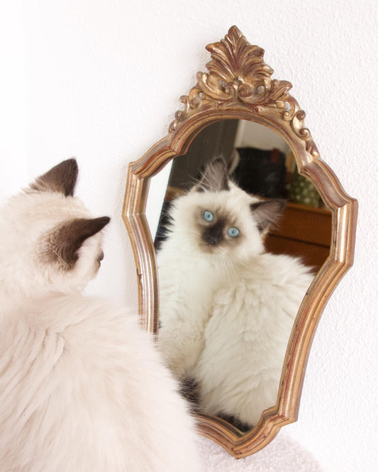 Petit miroir coquille ancien